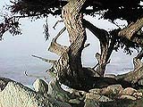 [Ghost Tree]