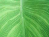 [Leaf]