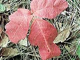 [Poison Oak]
