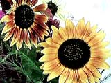 [Sun Flowers]